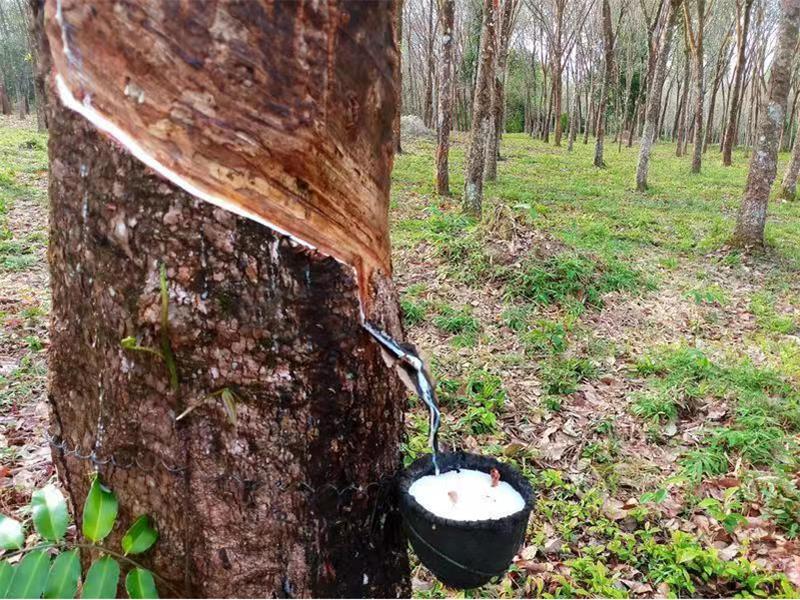 NR Natural Rubber Tree